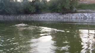 Capriolo attraversa a nuoto il fiume PO