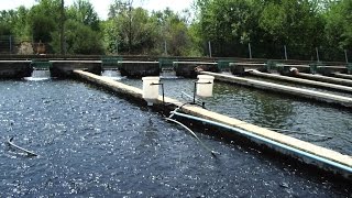 Avances tecnológicos en Acuicultura (Oxigenación con NanoBurbujas) - TvAgro por Juan Gonzalo Angel