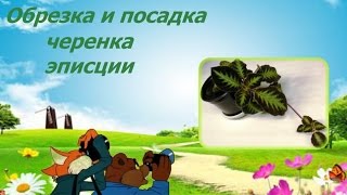 Обрезка и посадка черенка эписции. Цветочный городок