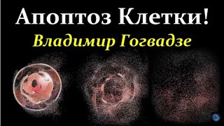 Гогвадзе В. Апоптоз: жизнь и смерть клетки!