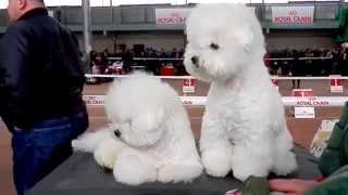 ДВЕ ХРИЗАНТЕМЫ. Бишон фризе.Bichon Frise.Французская болонка. Odessa.