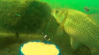 Ловил на "Пробку" с Подводными съемками. Ловля карася. Memancing. Fishing. câu cá. рыбалка