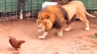 ライオンの檻に犬が入れられました。そこで起こったことは、人々を驚かせました。