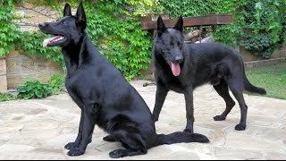 Черные Немецкие Овчарки Баги и Рей. Black German Shepherd Bugs and Ray. Одесса.