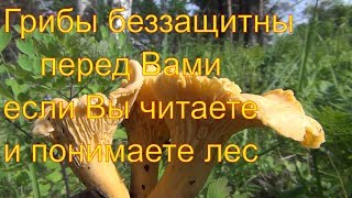Поход в лес за грибами 13 июля 2017 Сибирь тайга Тихая охота Сбор грибов Грибалка  гриб грибы