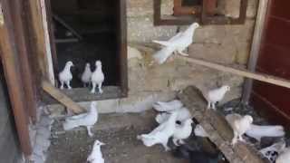 Baki Goyercinleri Бакинские Голуби Baku Pigeons Ruslan 2014