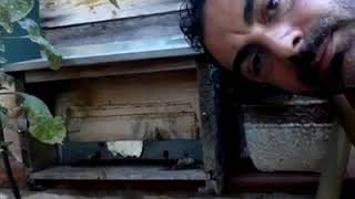 L'Ape Nera (a contatto con...)