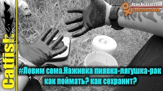#Ловим сома.Наживка пиявка-лягушка-рак как поймать? как сохранит?Видео снято на Garmin  VIRB® XE