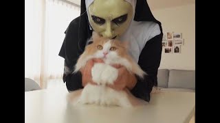 КОТЫ ПРОТИВ ПРИВЕДЕНИЯ. СМЕШНЫЕ ПРИКОЛЫ С КОШКАМИ