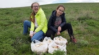 Едем с детьми собирать белый степной гриб.