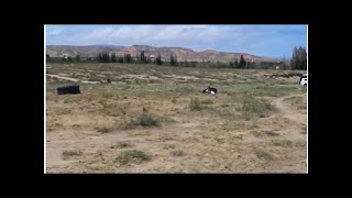 Нападение беркута на ребенка попало на видео | TVRu