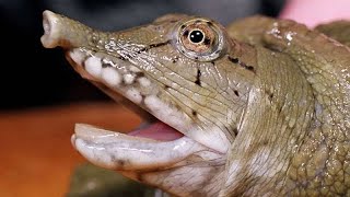Черепаха Китайский трионикс - Дальневосточная черепаха. Animals & fish.