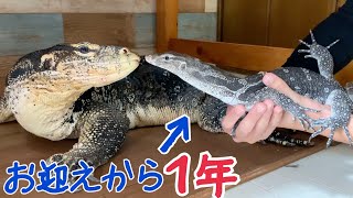 オオトカゲの成長スピードが早すぎるw【セン君身体測定】