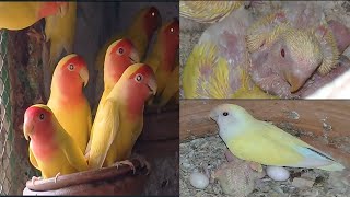 Lutino Best Progress In Colony | Urdu/Hindi | Lodhi Birds