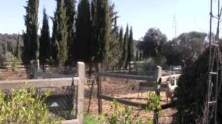 Alpaca Farm, country house for sale in Ronda Spain, ref 877