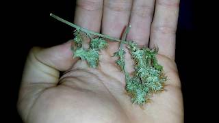 Como Secar El Cannabis Con Microondas, La Forma Mas Rapida De Secar. (2018)
