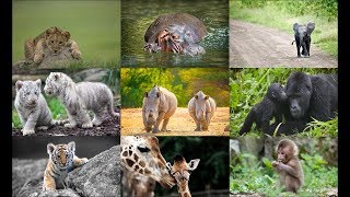 ЖЕСТОКО! УБИЙСТВО ЖИВОТНЫХ! ПРИРОДА! NATURE!