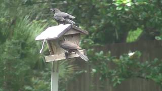 Mother Bird Feeding Baby Bird