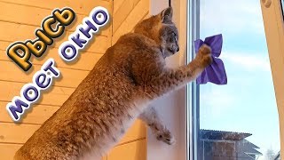 РЫСЬ ЛАСКАЕТСЯ И МОЕТ ОКНО