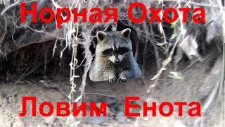 Установка капканов на Енота
