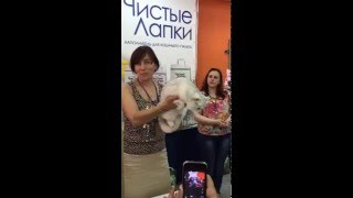 Питомник британских шиншилл "LaleDom"