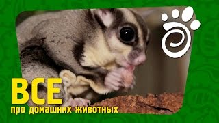 Чем Кормить Сахарную Белку.  Все О Домашних Животных