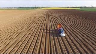 Plantation des plants de pommes de terre