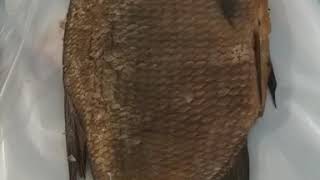 Лещ