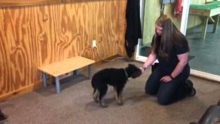 Early Training Airdale Terrier "Dale" 13 Wks Old Fun Happy Naturally Protective Dog For Sale