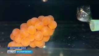 Уникальный инкубатор для разведения форели изобрел предприниматель из Башкирии