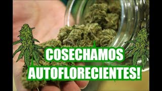 COSECHAMOS LAS AUTOFLORECIENTES!!!