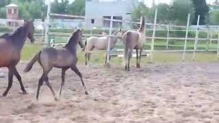 ООО "Ахалтекинец" Продажа лошадей ахалтекинской породы. LLC "Akhalteke" Horses for sale Akhal-Teke