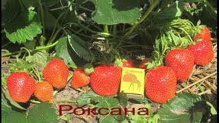 Роксана- саженцы клубники в питомнике Беларусь