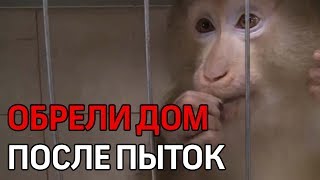 Три обезьяны обрели дом, чудом выжив после издевательств