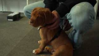 Bordeaux Dogge Pacco Puppy Dogue de Bordeaux Funny Hohenlimburg 2