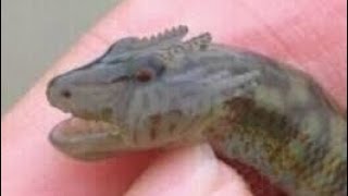 ハワイの海で未確認生物を見つけた
