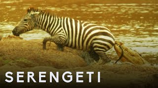 Shani the Zebra vs Crocodiles | Serengeti: Story Told by John Boyega | BBC Earth