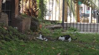 I gatti di Roma