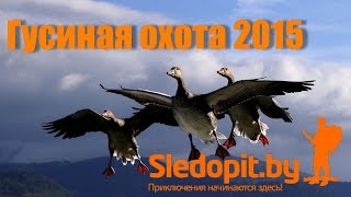 Охота на гуся 2015 командой Sledopit.by