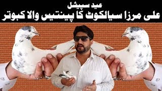 EID SPECIAL, ALI MIRZA SIALKOT KA 35 WALA KABOTAR