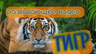 ТИГР. ВИДЕО ДЛЯ ДЕТЕЙ.
