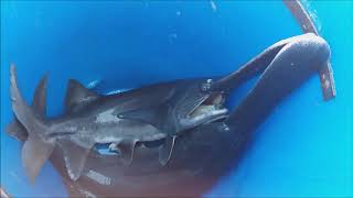 Как получить чёрную икру без затрат? Вырастить веслоноса. How to get black caviar without costs?