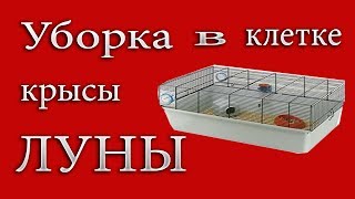 Уборка в клетке крысы ждем подружку для Луны