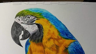 Попугай цветными карандашами  Faber-Castell polychromos