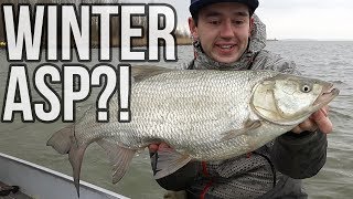 Big Asp in the Winter! Catching 4 species on 1 day