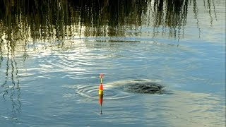 Fishing with rod: float action. Сумашедший клёв: поклёвка, рыбалка на удочку и поплавок.