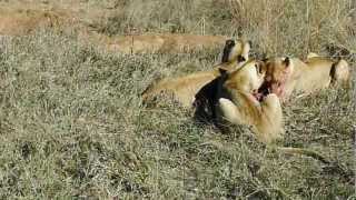 3 Lions 2 Warthogs