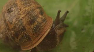 My Living World Snail World with Nick Baker