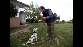 Cachorra dálmata de 3,5 meses