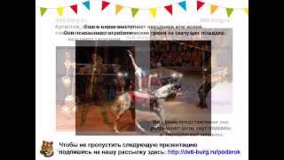 Детям о цирке - детская презентация